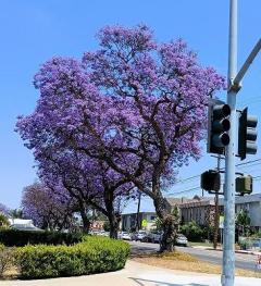 紫雲木の魔法 -Jacaranda magic-