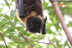 タイのコウモリから新型コロナウイルス確認、人体感染は未確認保健省「流行リスクは低い」のイメージ画像