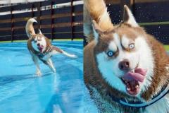 ドッグランのプールを爆走するシベリアンハスキー怖……楽しそうな顔に爆笑のイメージ画像