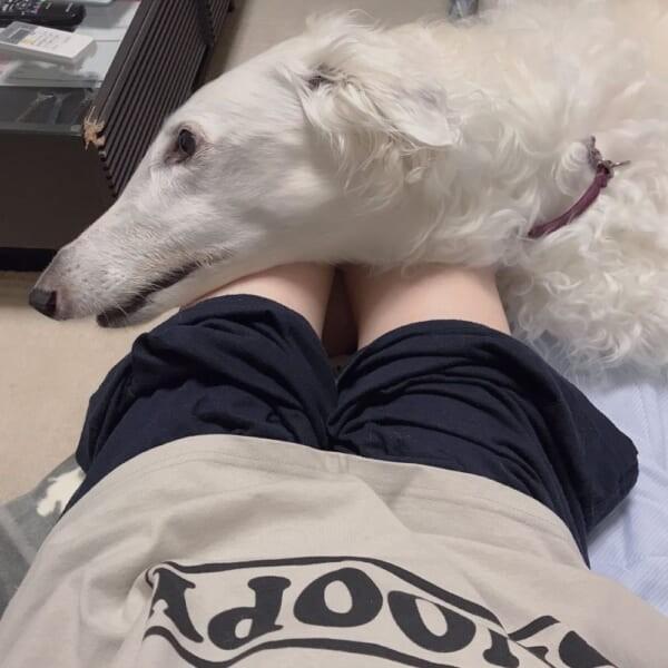 見た目は大型 中身は小型 ボルゾイを膝に乗せるとはこういうこと ニュース総合掲示板 ローカルクチコミ爆サイ Com北部九州版