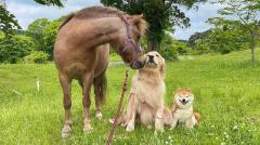 種族を超えた絆！？犬＆馬の仲の良さがかわいすぎる！のイメージ画像