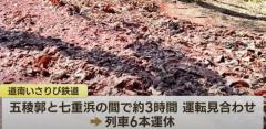 「踏切を通行した時に荷台から魚のアラが落ちた」北海道・北斗市の道南いさりび鉄道の踏切で大量の魚が散乱のイメージ画像