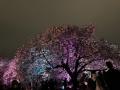 新宿御苑の夜桜