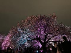 新宿御苑の夜桜のイメージ画像