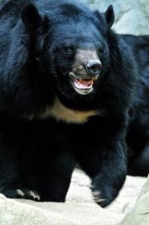 25日夜、川西町で男性がクマに頭部などかまれる（山形・米沢署）