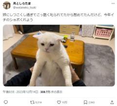 しょぼん……姉猫にこっぴどく叱られ落ち込む猫が「今年イチのショボくれよう」