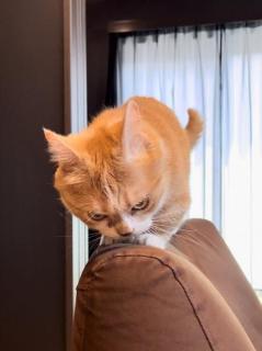 眼光鋭いニャンキーマンチカンにゃんだこの野郎！