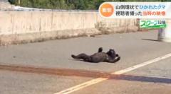 車にひかれた「クマ」視聴者が捉える 金沢市の“山側環状”のイメージ画像