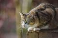 アメリカで最も古い飼い猫か？フロリダ沖の難破船内で亡骸を発見