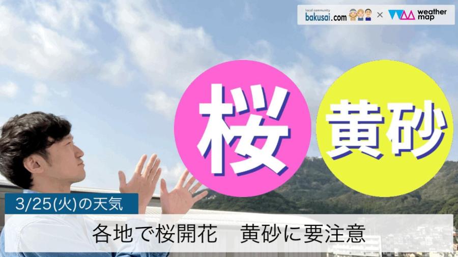 各地で桜開花黄砂に要注意のイメージ画像