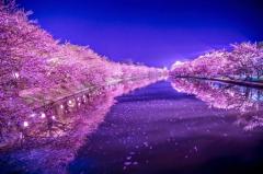 弘前公園のイメージ画像