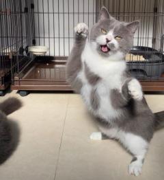 酔ってる？踊ってる？猫ちゃんが表情豊かに面白ポーズ