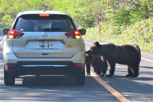 飼い犬食べるヒグマも 人身事故へ危機感 知床の世界遺産登録20年