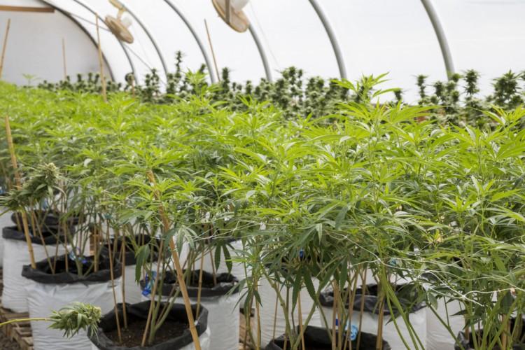 ﾁｮｺの街から大麻の街へ ｶﾅﾀﾞ郊外の小さな街が大変な事に