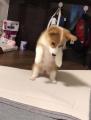 コーギー犬がおもちゃを掘り出そうと..
