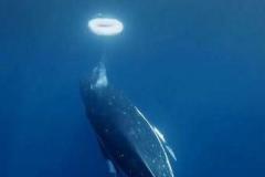 ザトウクジラが、人間とユニークな方法でコミュニケーションをとっている可能性のイメージ画像