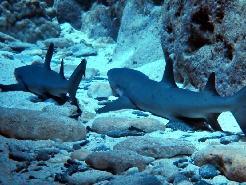 渡嘉敷の海①のイメージ画像
