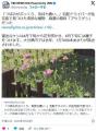 【大分】「つぼみがぷっくり、気持ち..