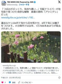 【大分】「つぼみがぷっくり、気持ち悪い…」宅配ドライバーが住宅街で見つけた奇妙な植物麻薬の原料アツミゲシだった