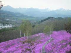 5月の北海道芝ざくら滝上公園