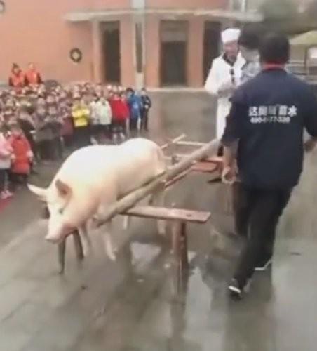 中国 幼稚園児600人の前で豚を屠殺し切り分け作業…批判殺到