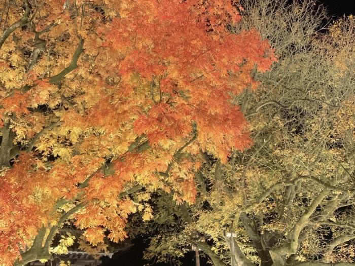 もみじ 旧閑谷学校のイメージ画像