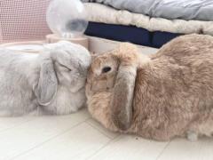 おでこぴったりは信頼の証 癒やし効果抜群の仲良しうさぎ