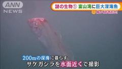 “巨大深海魚”に“透明イカ”…謎の生物を撮影成功