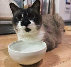 いったいなぜ……？胸元の毛だけ水に浸してたたずむ猫ちゃんのイメージ画像