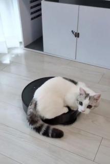 お掃除ロボットを乗りこなす猫遊んでる？それとも仕事を監視してる？のイメージ画像