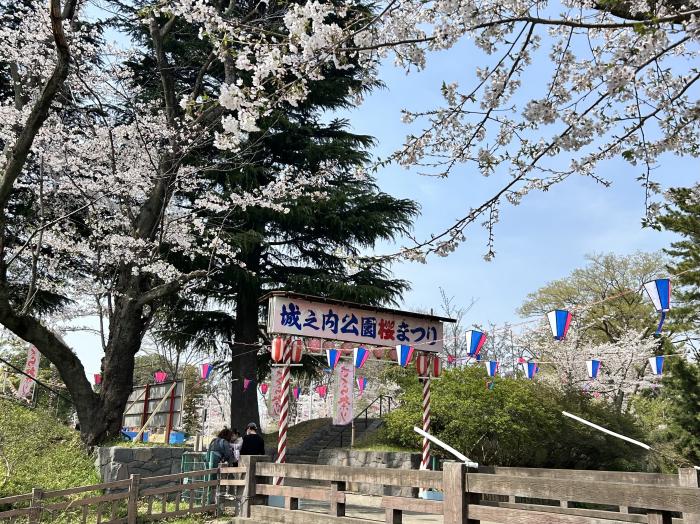 邑楽郡城ノ内公園の桜まつりのイメージ画像