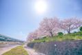 三笠川の桜