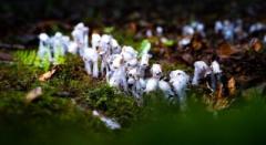 ワイヤレスイヤホンにそっくり！？雲南省の原生林でギンリョウソウが開花―中国のイメージ画像