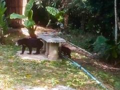 世界遺産のケーンクラチャン国立公園でマレーグマの親子が目撃 タイ