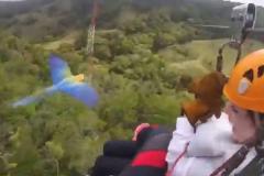 ジップラインで滑っている最中にインコが接近、女性らが絶叫【動画】