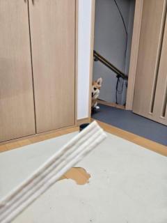 その手には乗らないぞ！飼い主の「ハウス用おやつ」に警戒心たっぷりなコーギーのイメージ画像