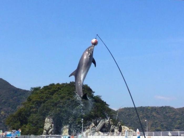 イルカと津久見の山々のイメージ画像