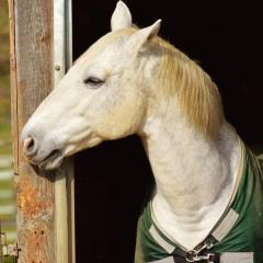 「視力を失った結果として聴覚が研ぎ澄まされ…」名馬マイロ、競技界で奇跡の復活だ！のイメージ画像