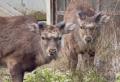 釧路市内でシカ多発 花壇のチューリッ..