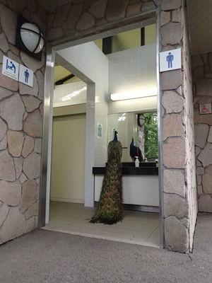 多摩動物公園のトイレにクジャクが居ると話題に！