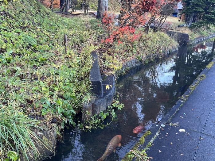 中央公園の仲良しのコイのイメージ画像