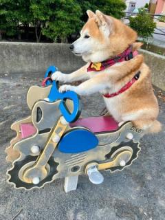 まるでベテランライダーバイク型遊具で貫禄を見せる柴犬