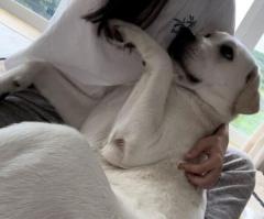 大きくなっても心は子犬 飼い主べったりのラブラドール