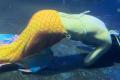 中国の水族館で、人魚のパフォーマン..