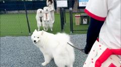 不仲だったサモエド兄弟が半年ぶりに再開するとまさかの反応！？