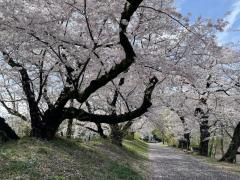 駒場東大の桜のイメージ画像