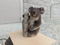 木につかまったコアラのぬいぐるみ？→実は赤ちゃんコアラが体重測定をしている場面なんですのイメージ画像
