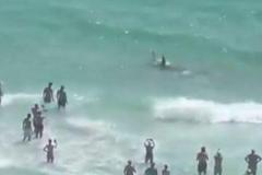 フロリダ州のビーチでサメとエイが格闘、浅瀬で人々が見守る【動画】