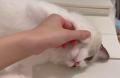 困ったにゃ～やる気なしネコチャンに..