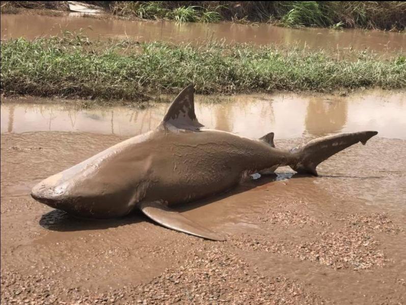 ｻｲｸﾛﾝ直撃後に発生した洪水で「牛ｻﾞﾒ」見つかる 豪州